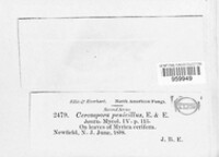 Pseudocercospora penicillus image